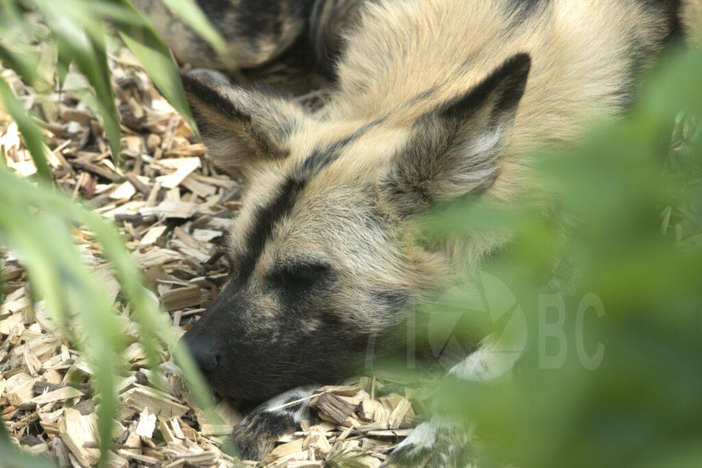 African Hunting Dog