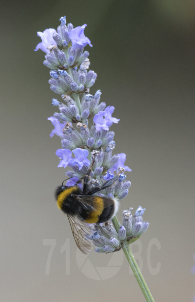 Bumble Bee