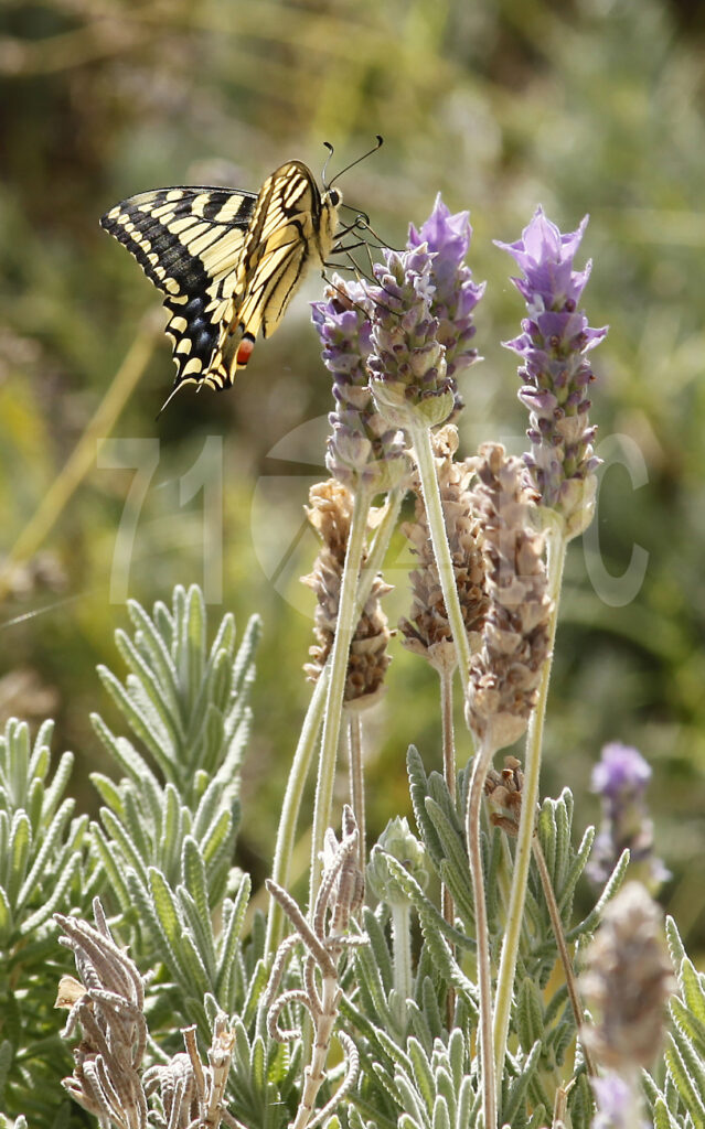 Swallowtail Butterfly