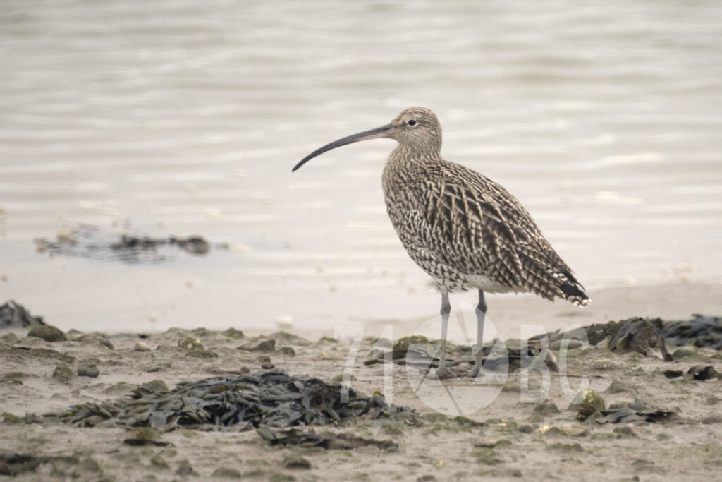 Curlew