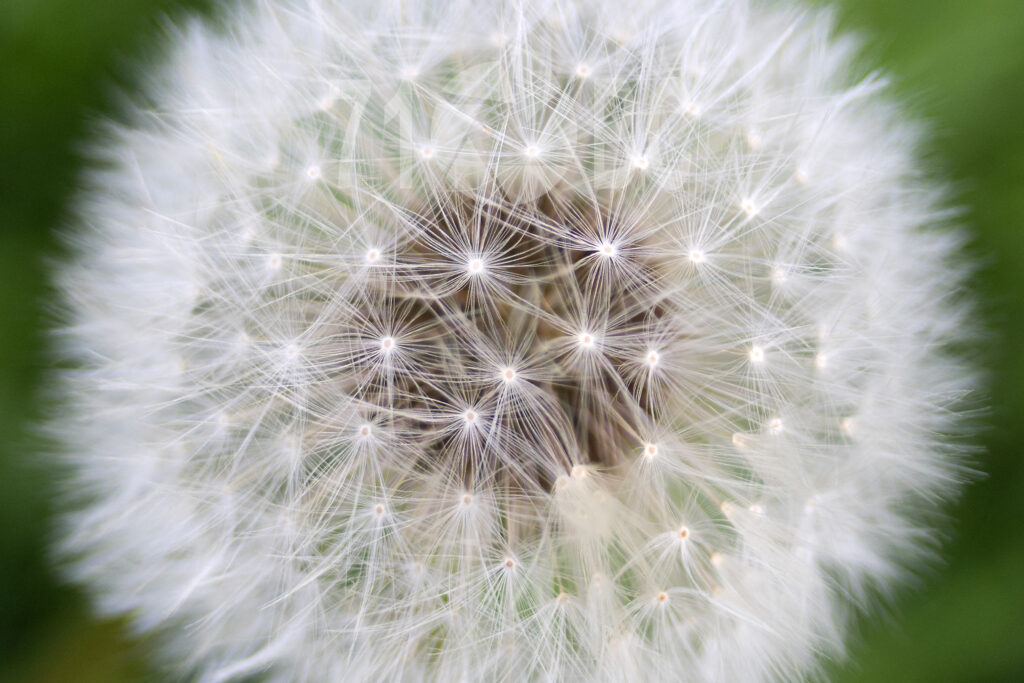 Dandelion