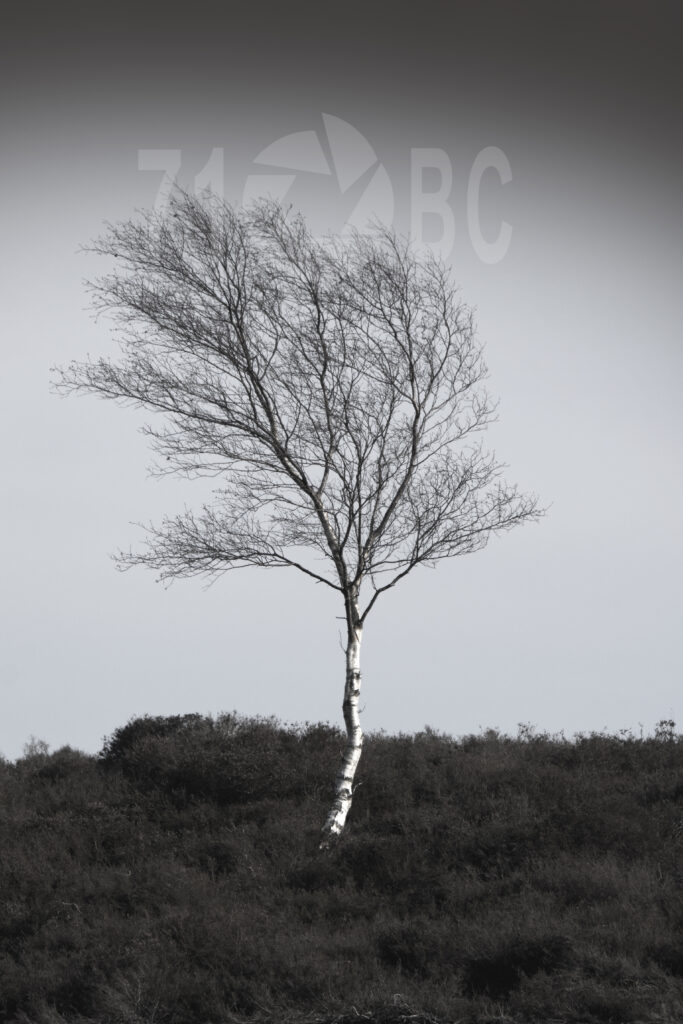 Dunwich Heath Tree