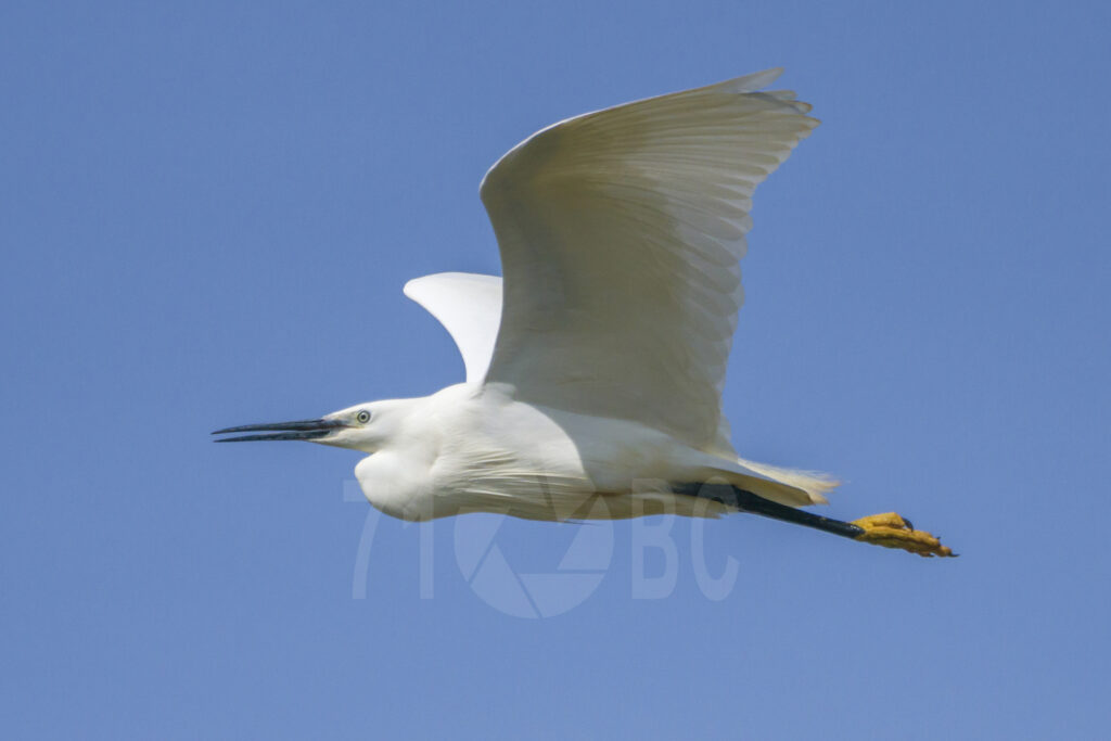 Egret