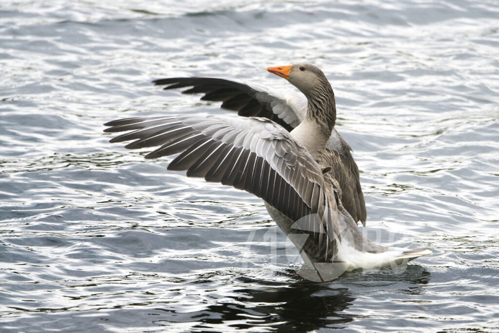 Greylag Goose