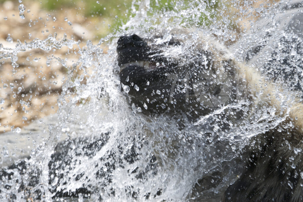 Hyena