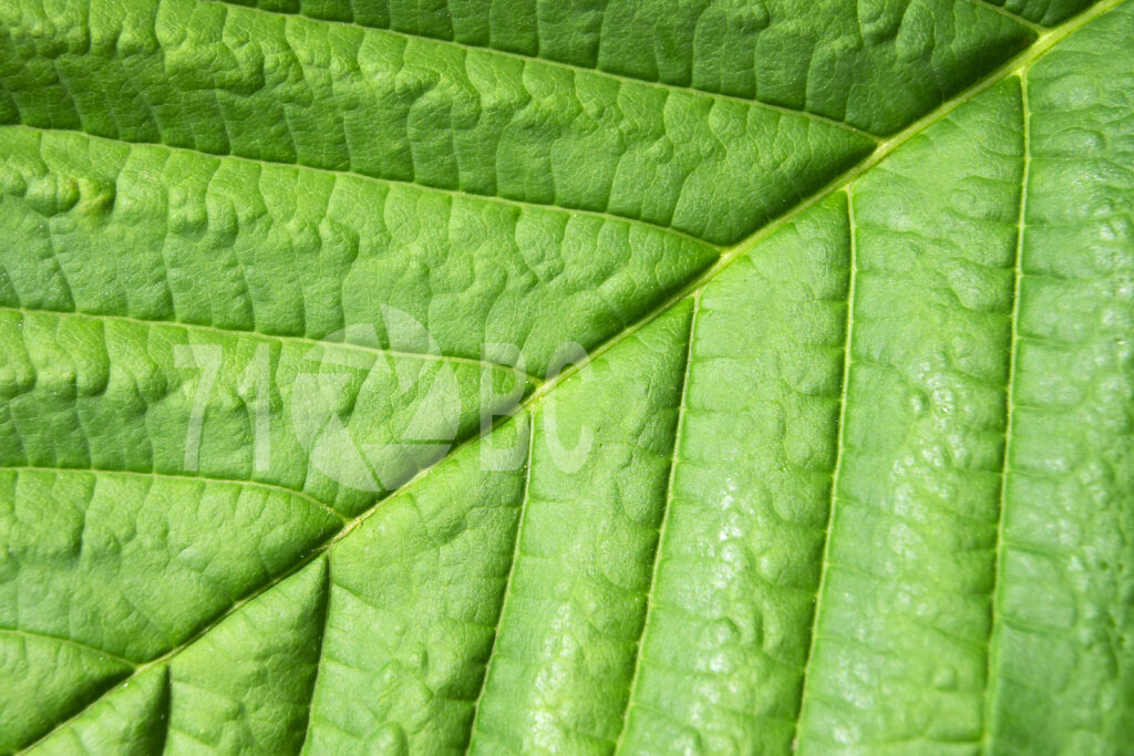 Leaf
