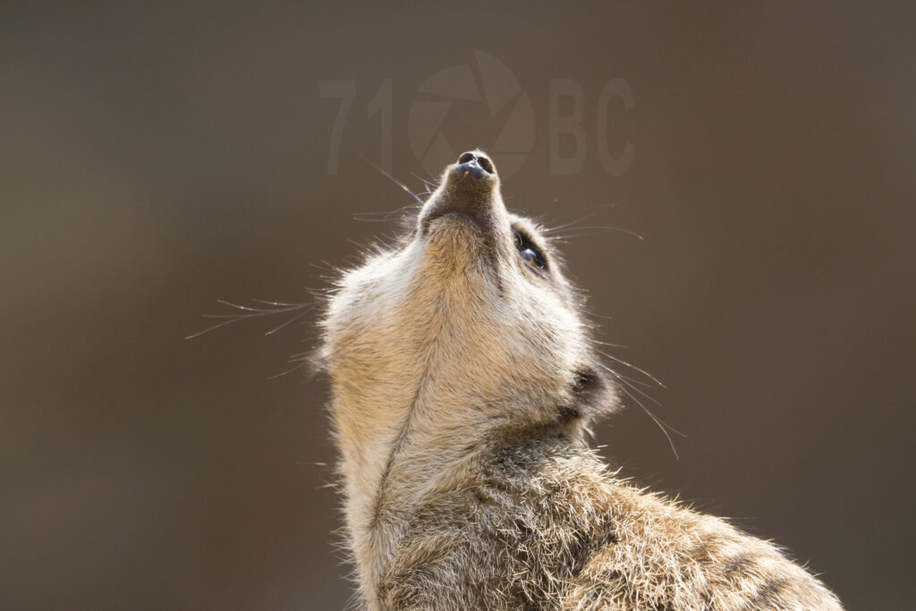 Meerkat