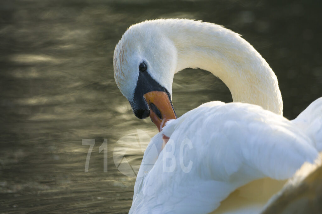 Swan