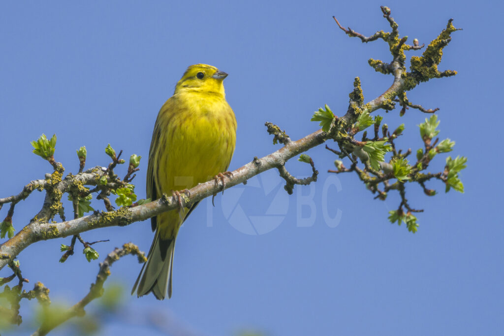 Yellowhammer